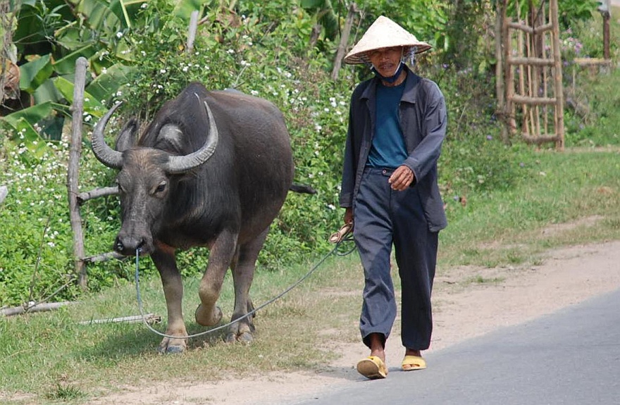 Bueffel und Herr.JPG - DAS Bild von Vietnam.